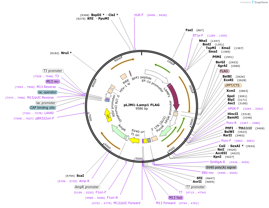 199750-plasmid-map-sequence-id-392093