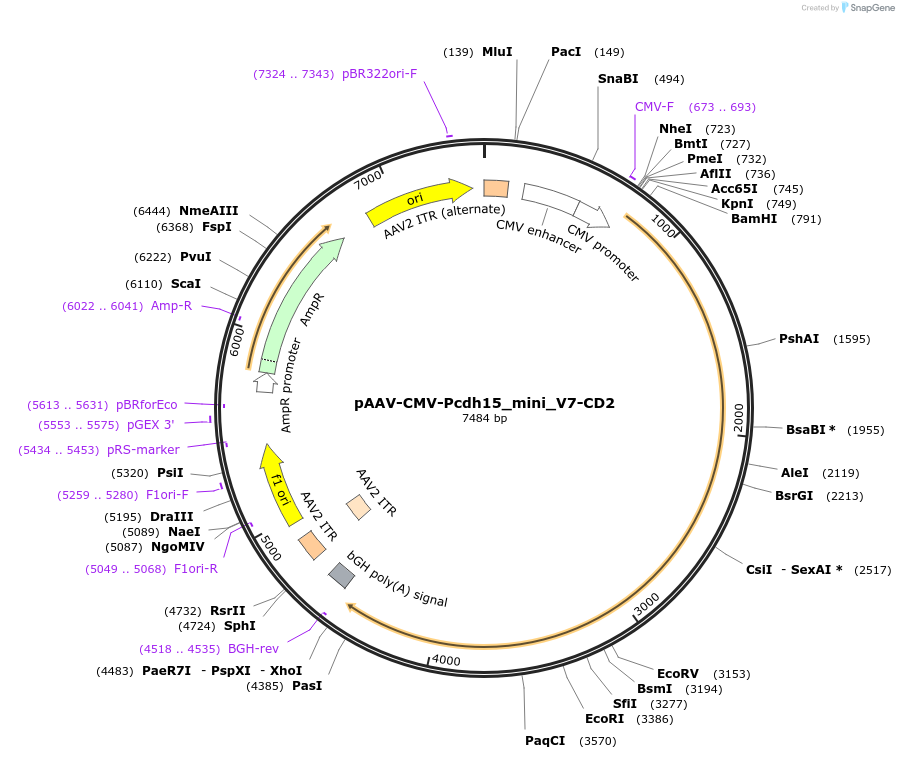 199186-plasmid-map-sequence-id-392096