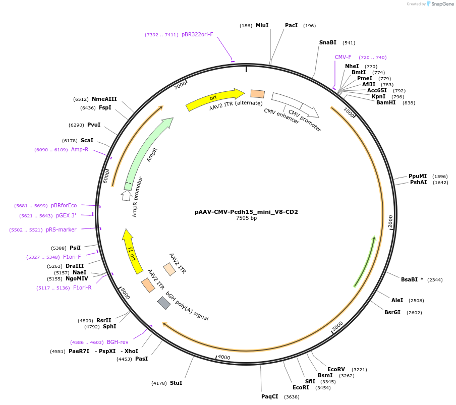 199187-plasmid-map-sequence-id-392099