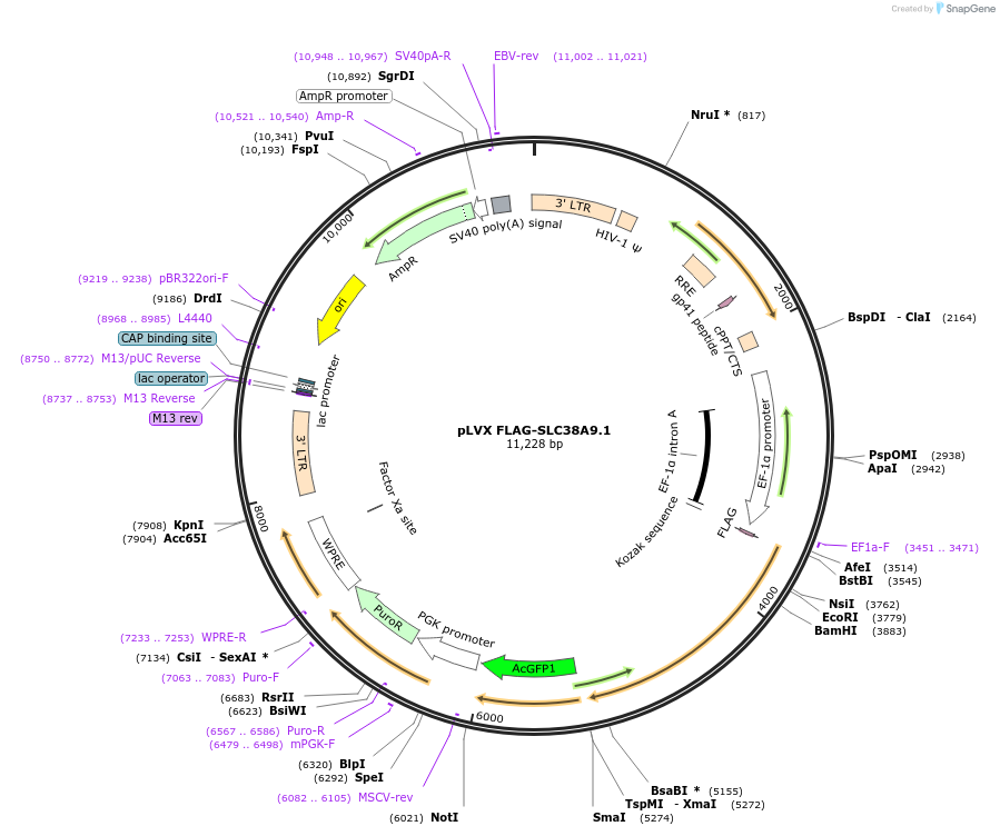 199749-plasmid-map-sequence-id-392116