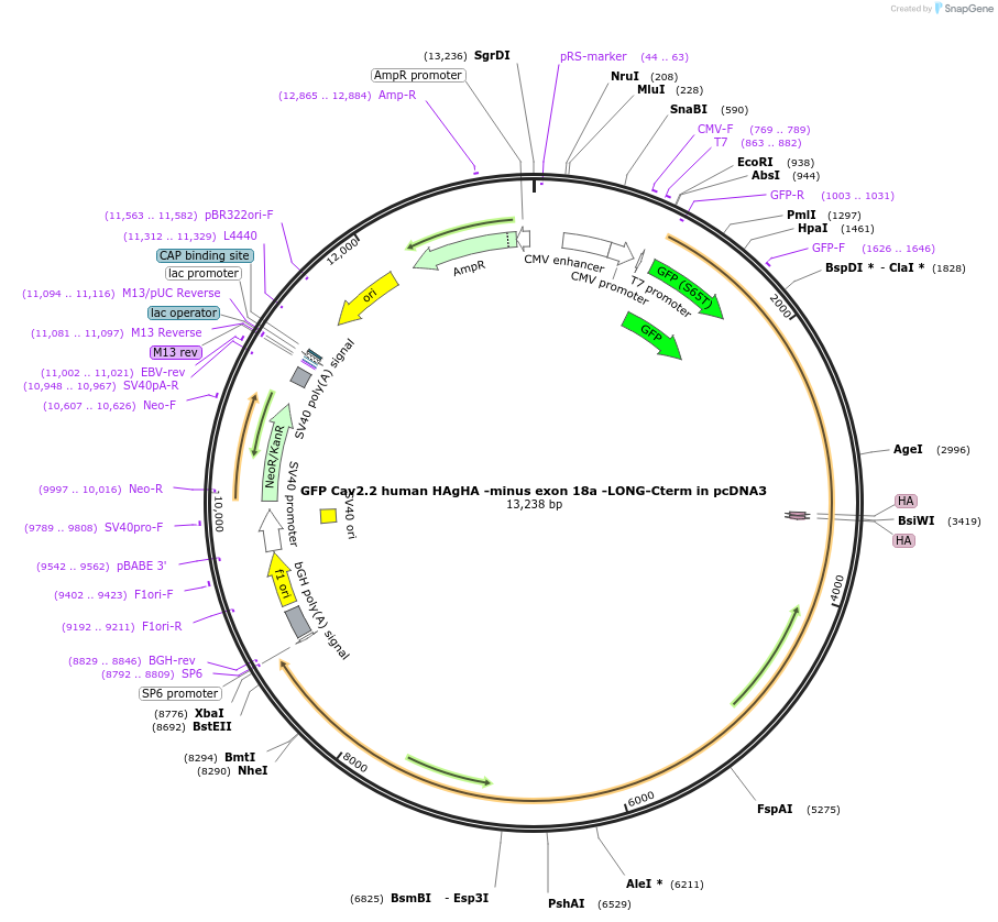 198914-plasmid-map-sequence-id-392117