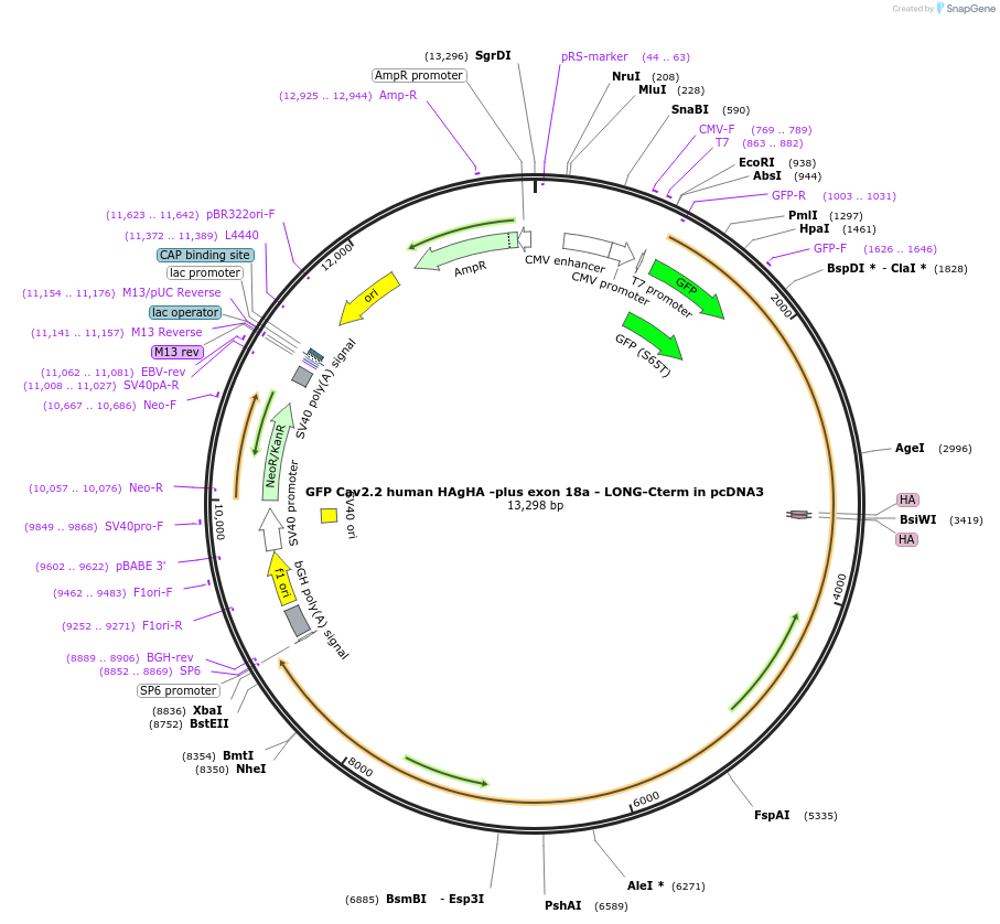 198451-plasmid-map-sequence-id-392120