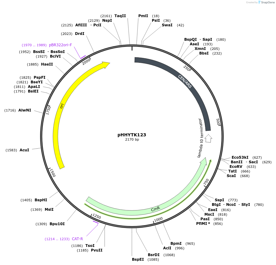 200130-plasmid-map-sequence-id-392122