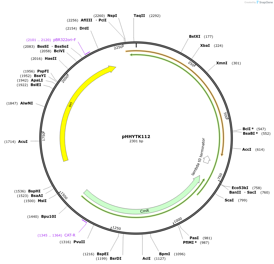 200143-plasmid-map-sequence-id-392123