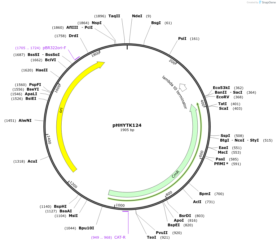 200136-plasmid-map-sequence-id-392132