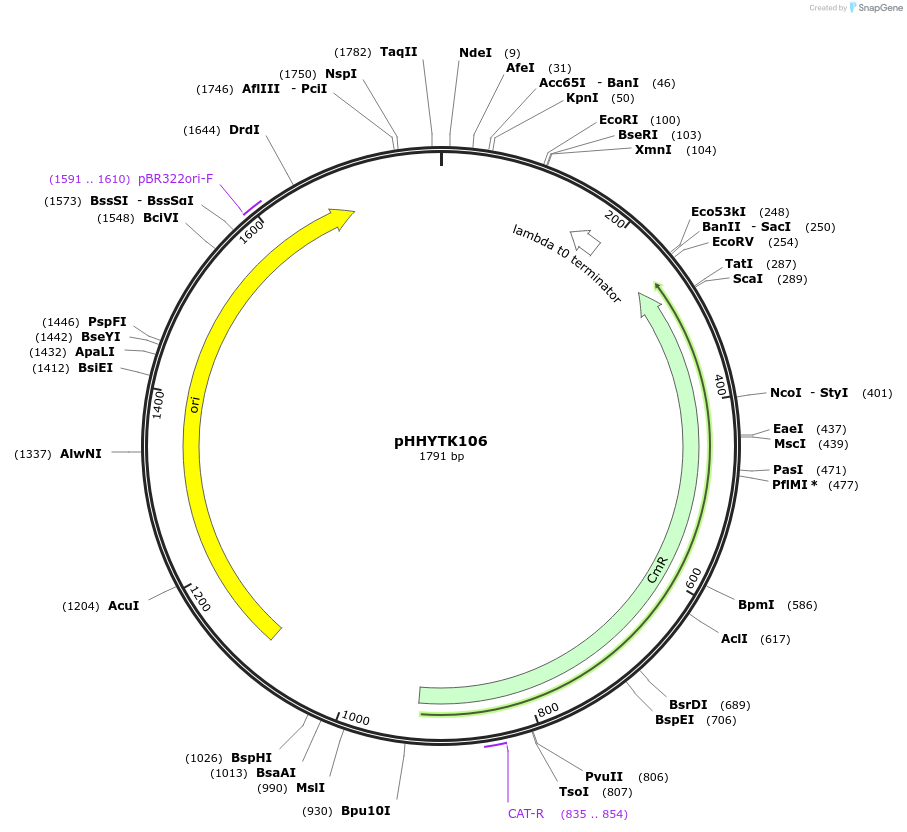 200132-plasmid-map-sequence-id-392137