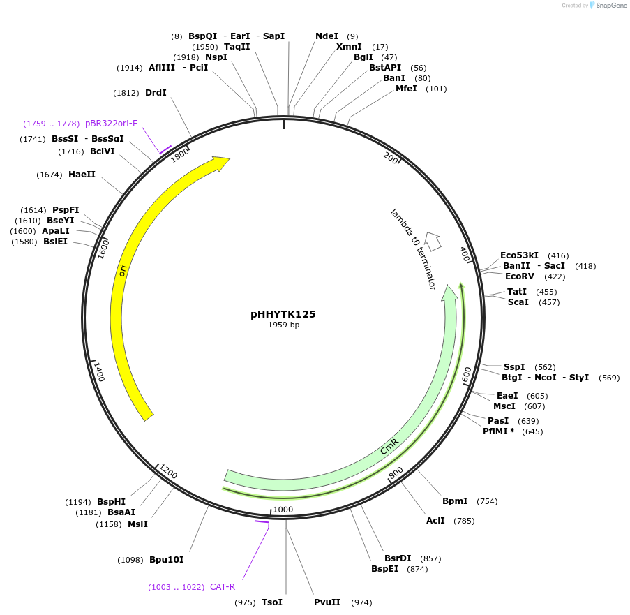 200137-plasmid-map-sequence-id-392157