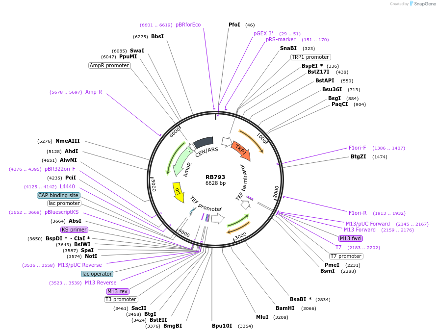 199121-plasmid-map-sequence-id-392171