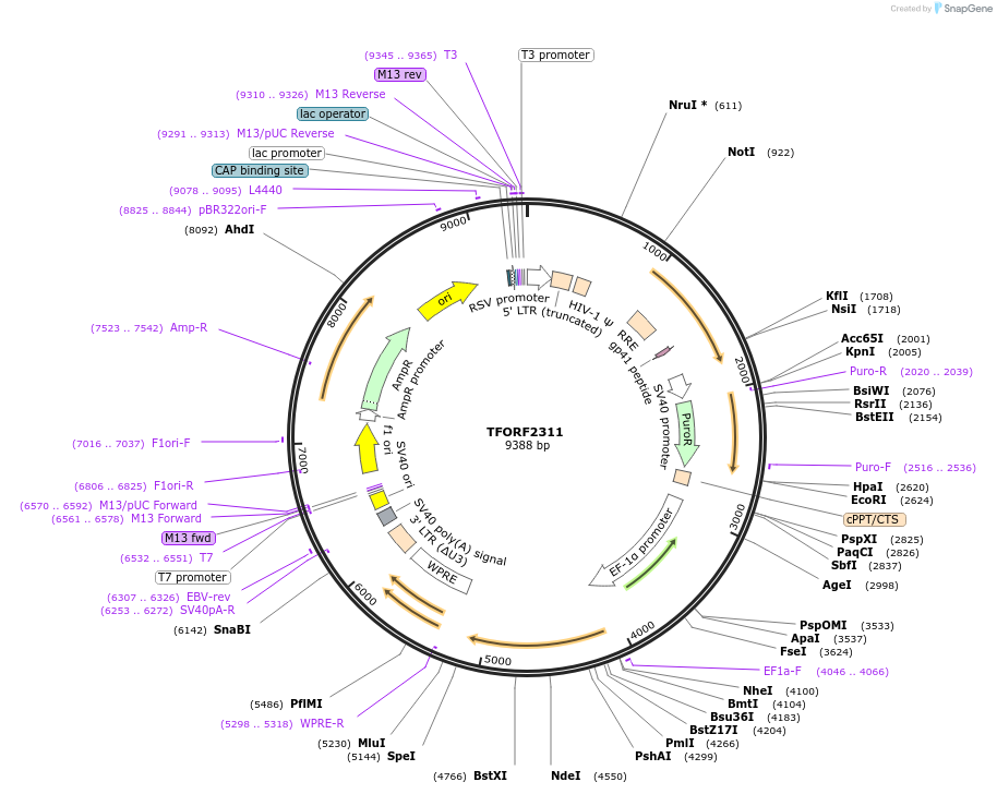 142027-plasmid-map-sequence-id-392188