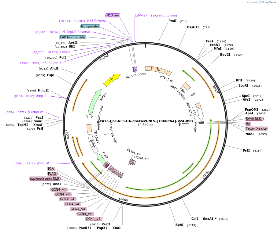 199447-plasmid-map-sequence-id-392206