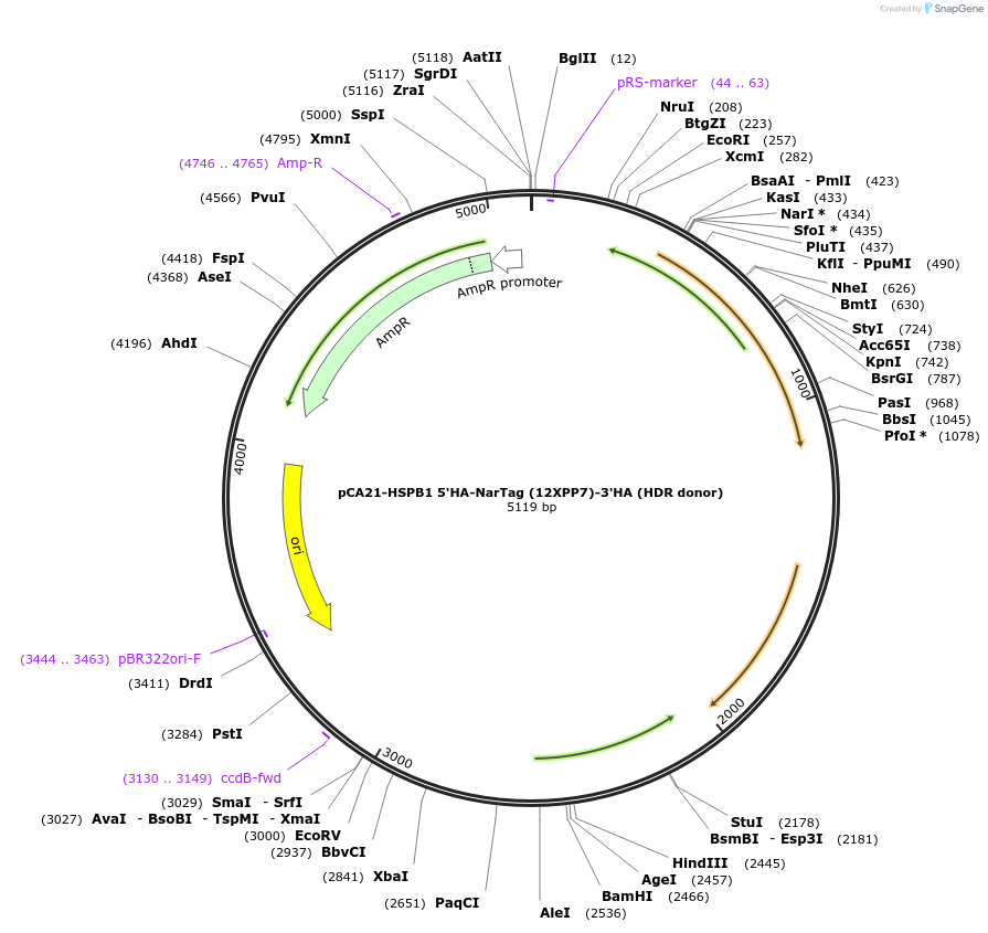 199452-plasmid-map-sequence-id-392209