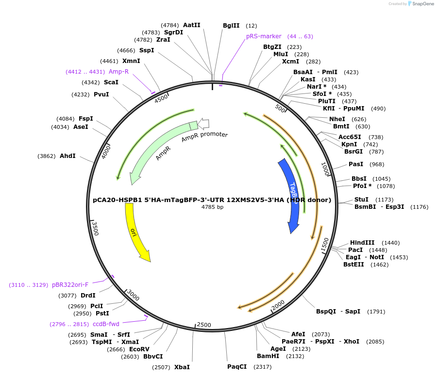 199451-plasmid-map-sequence-id-392213