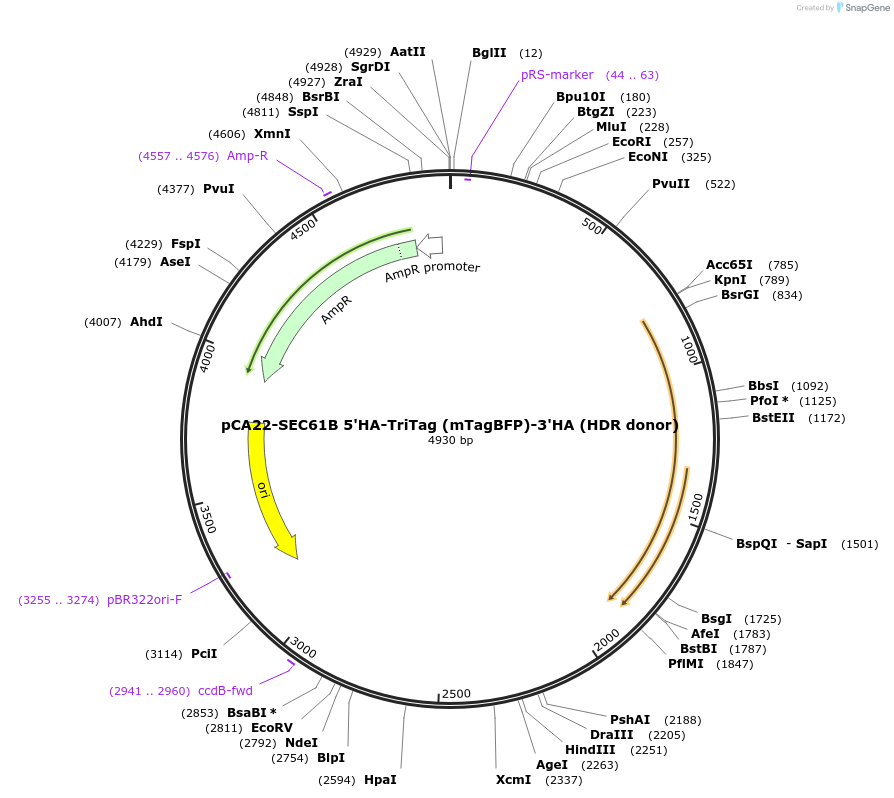 199453-plasmid-map-sequence-id-392215