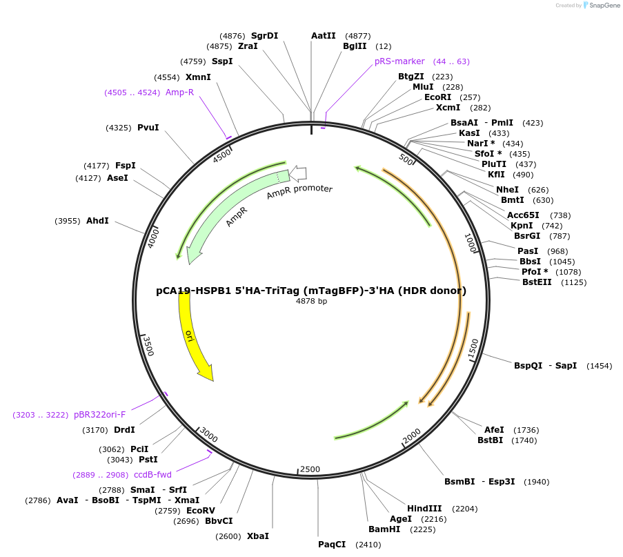 199450-plasmid-map-sequence-id-392219