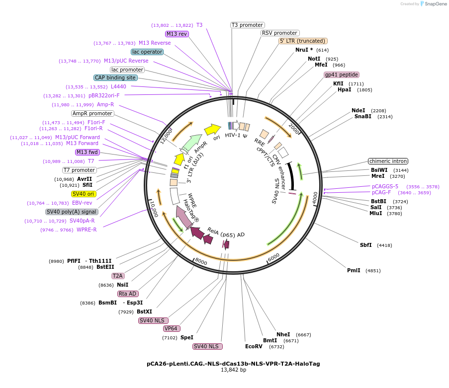 199457-plasmid-map-sequence-id-392222
