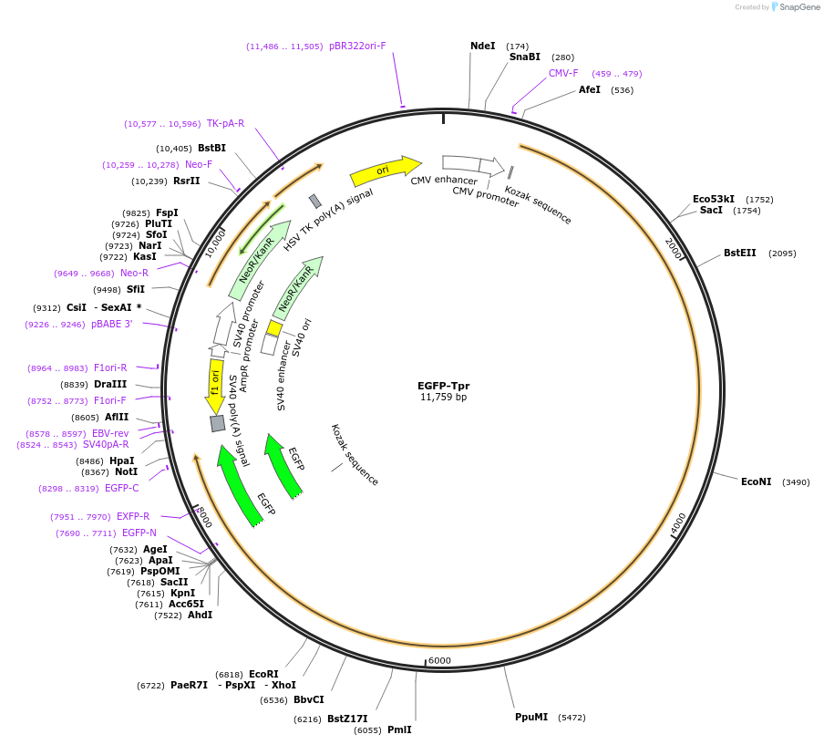 35024-plasmid-map-sequence-id-392225