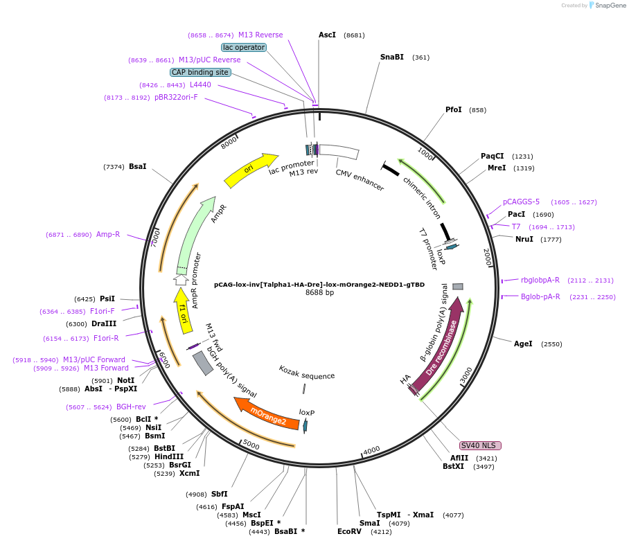 196894-plasmid-map-sequence-id-392229