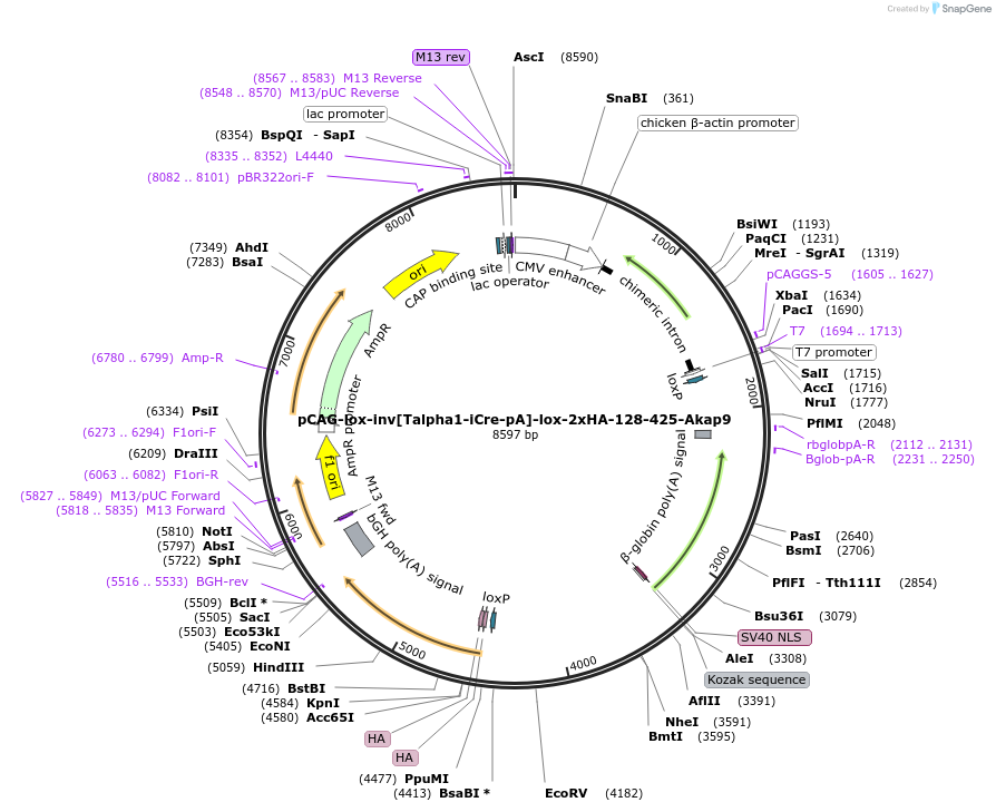 196897-plasmid-map-sequence-id-392232