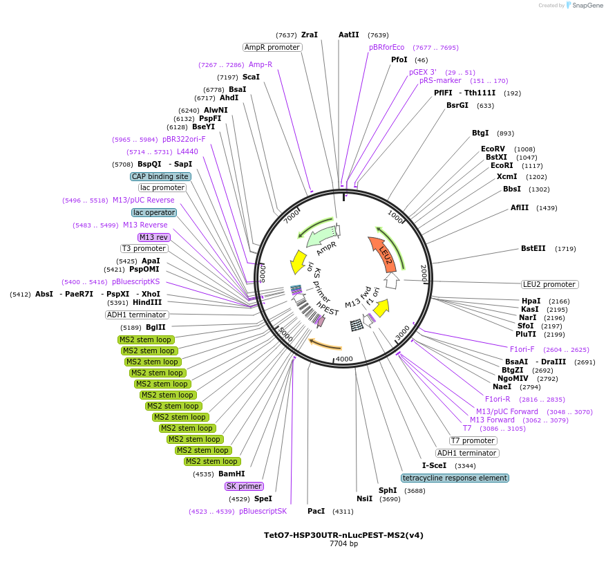 199764-plasmid-map-sequence-id-392245