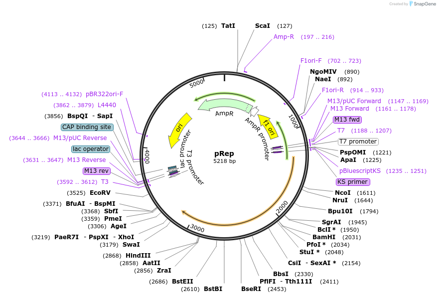 199599-plasmid-map-sequence-id-392246