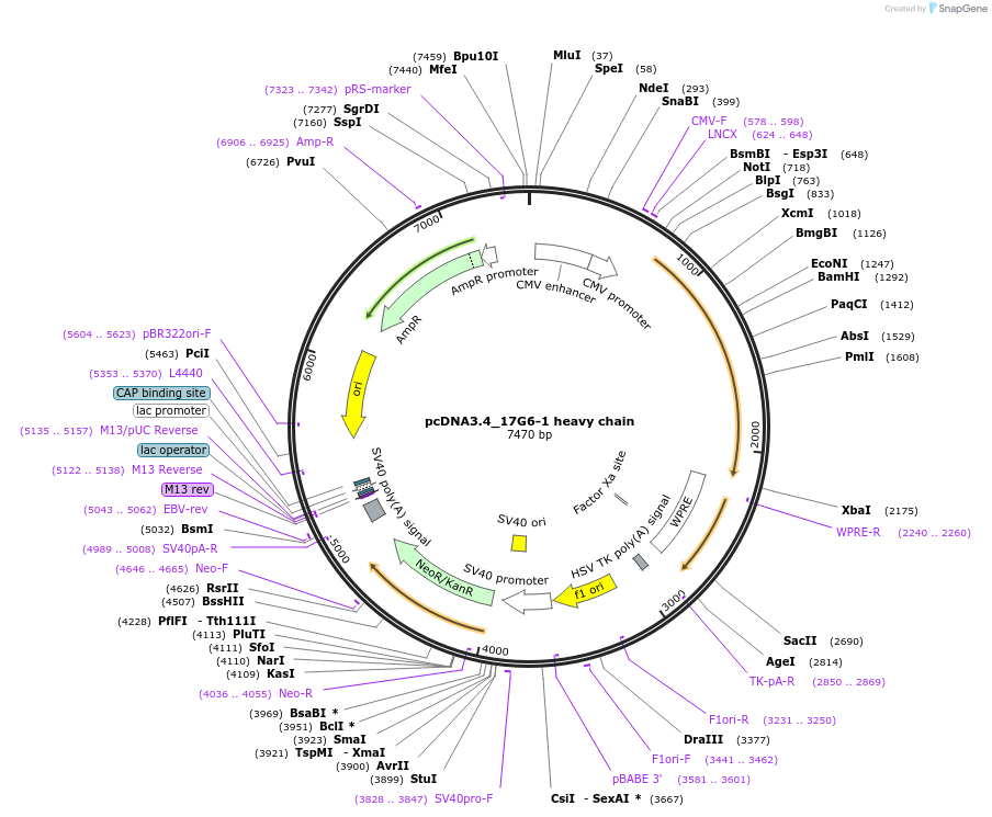198249-plasmid-map-sequence-id-392248
