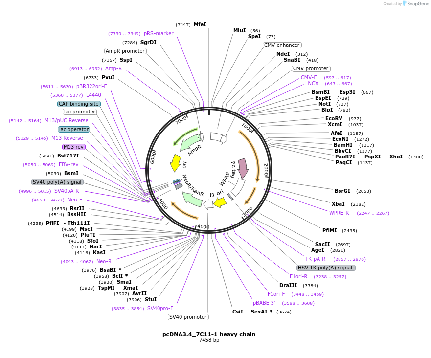 198251-plasmid-map-sequence-id-392250