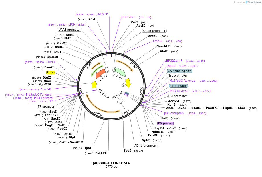 198416-plasmid-map-sequence-id-392256