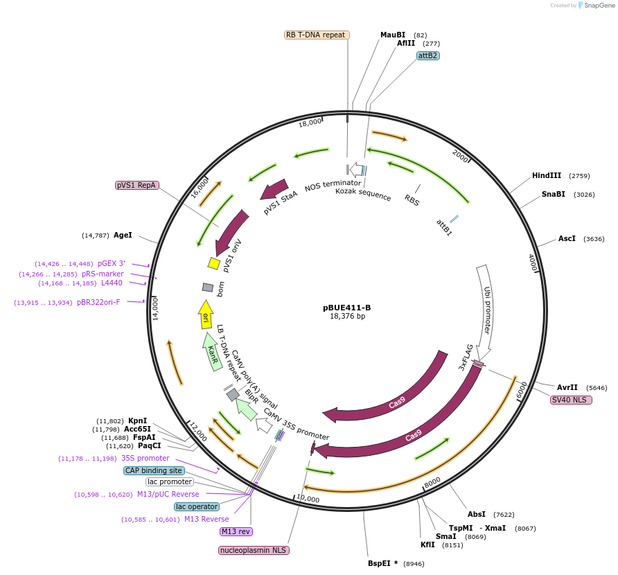 198234-plasmid-map-sequence-id-392257