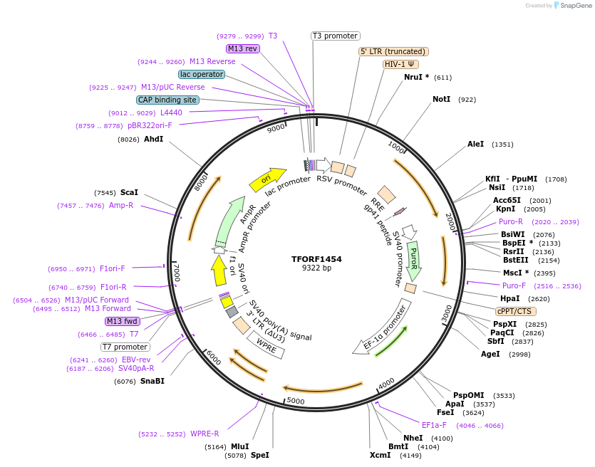 143280-plasmid-map-sequence-id-392306