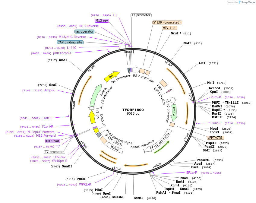 143546-plasmid-map-sequence-id-392308