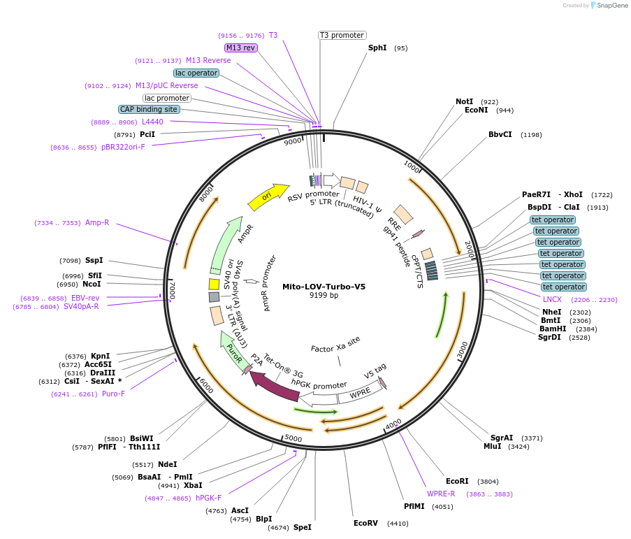 199666-plasmid-map-sequence-id-392309