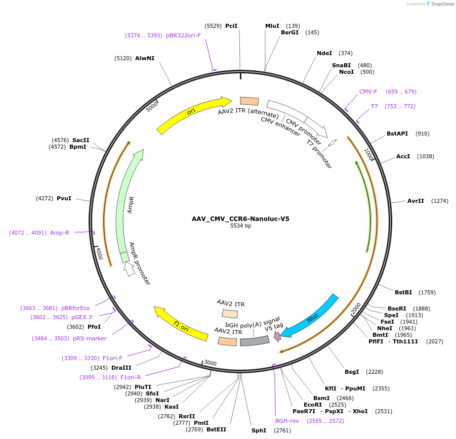 199672-plasmid-map-sequence-id-392310
