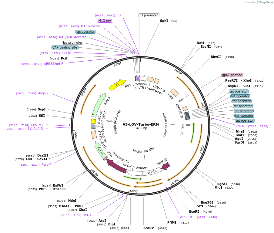199664-plasmid-map-sequence-id-392312