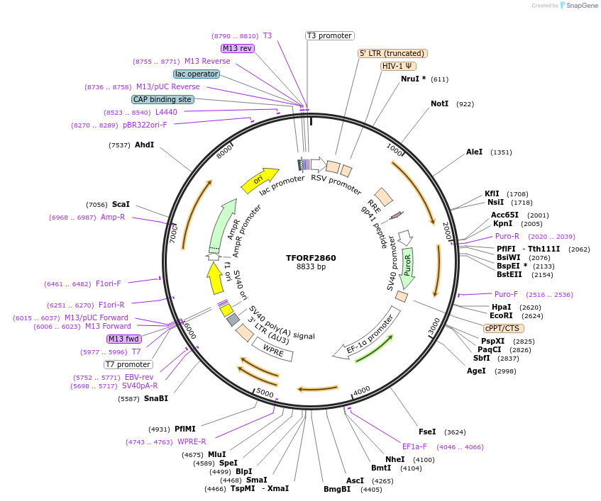 143643-plasmid-map-sequence-id-392313