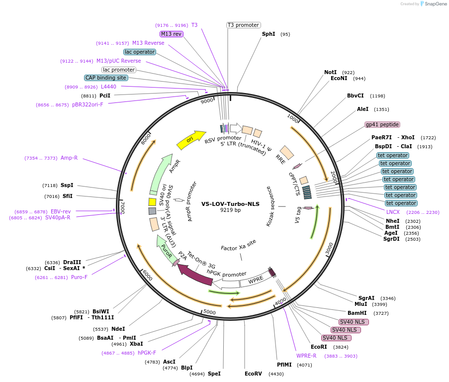 199663-plasmid-map-sequence-id-392314