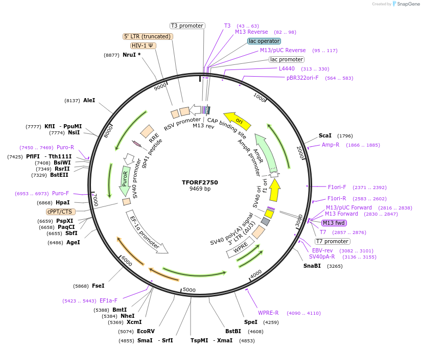 144226-plasmid-map-sequence-id-392316
