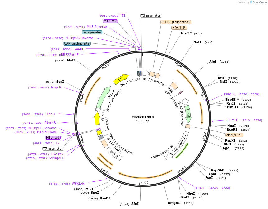143759-plasmid-map-sequence-id-392317