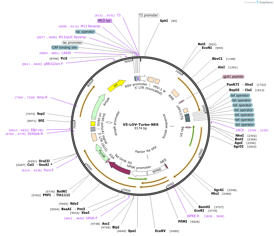 199545-plasmid-map-sequence-id-392319