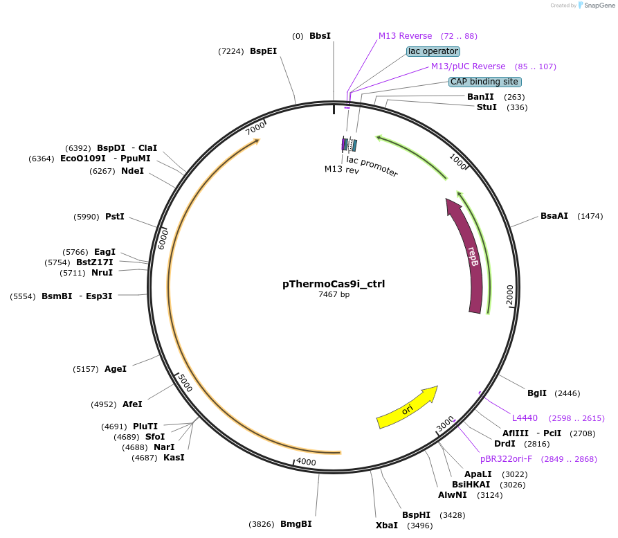 100982-plasmid-map-sequence-id-392326