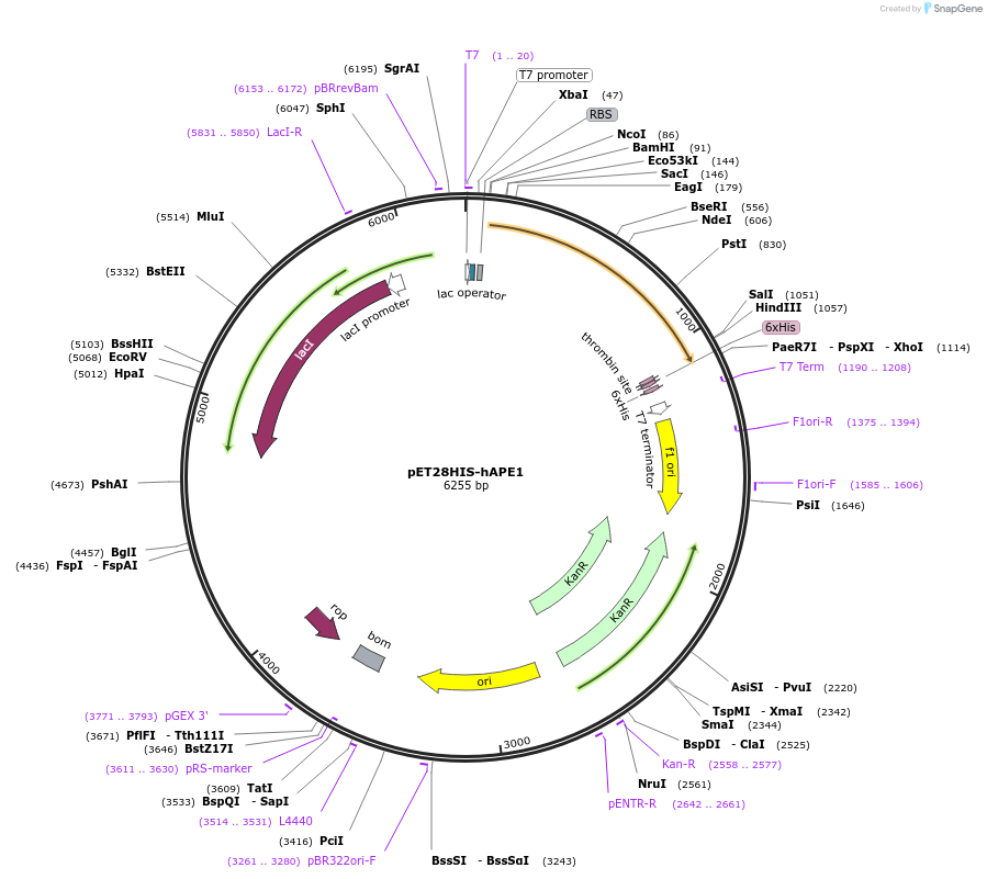 70757-plasmid-map-sequence-id-392331