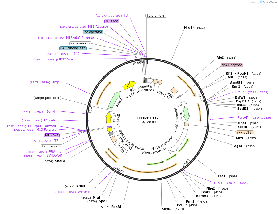 144171-plasmid-map-sequence-id-392332