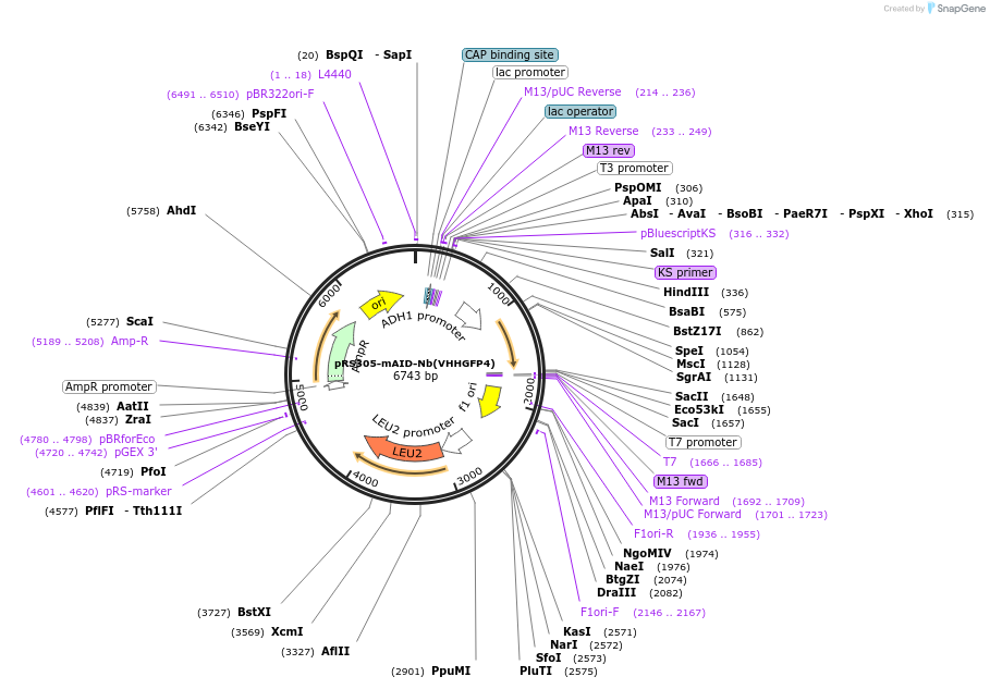198412-plasmid-map-sequence-id-392334