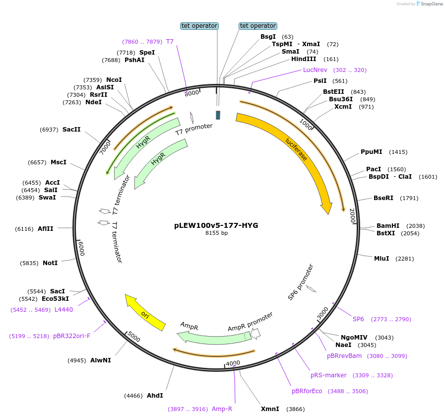 24013-plasmid-map-sequence-id-392337