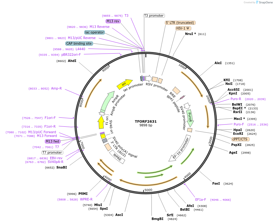 144140-plasmid-map-sequence-id-392338