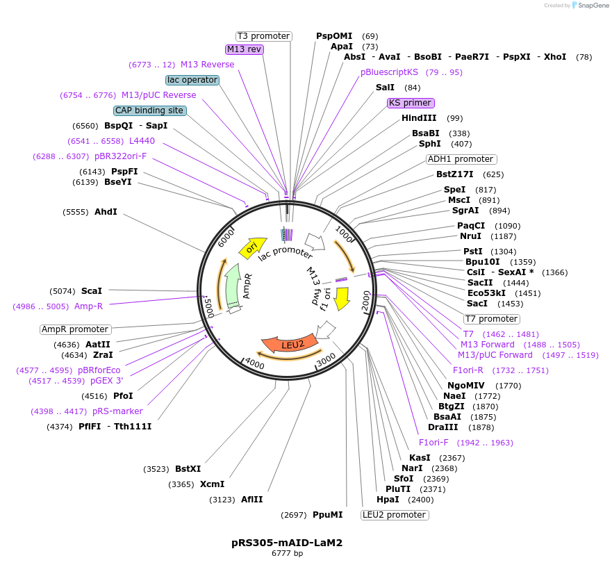 198413-plasmid-map-sequence-id-392340