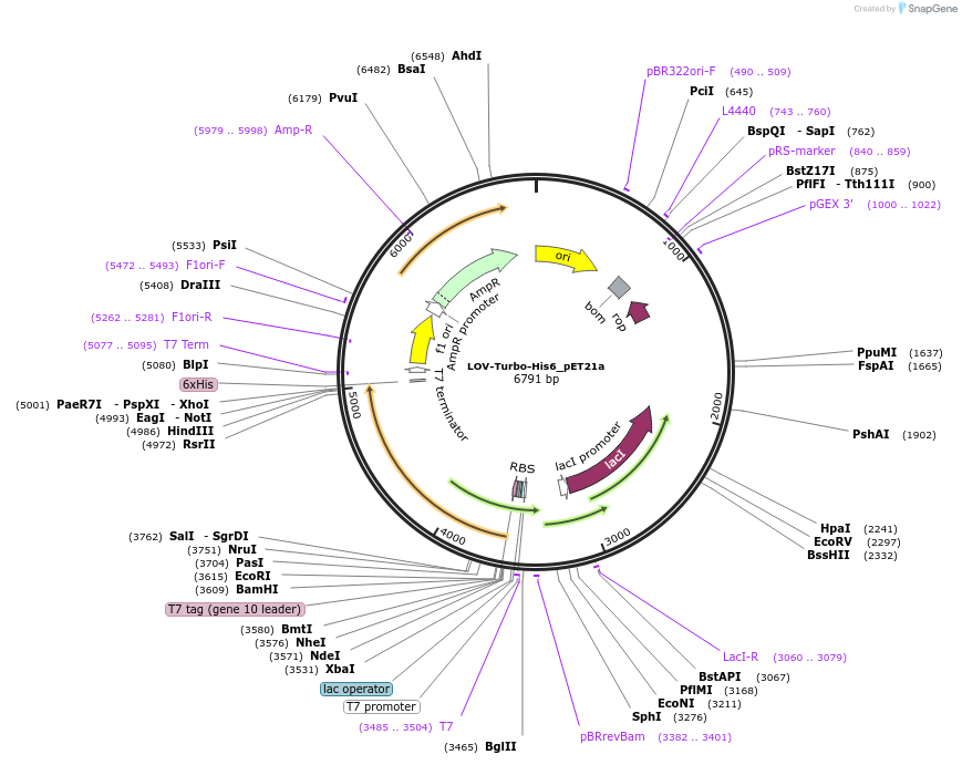 199668-plasmid-map-sequence-id-392343