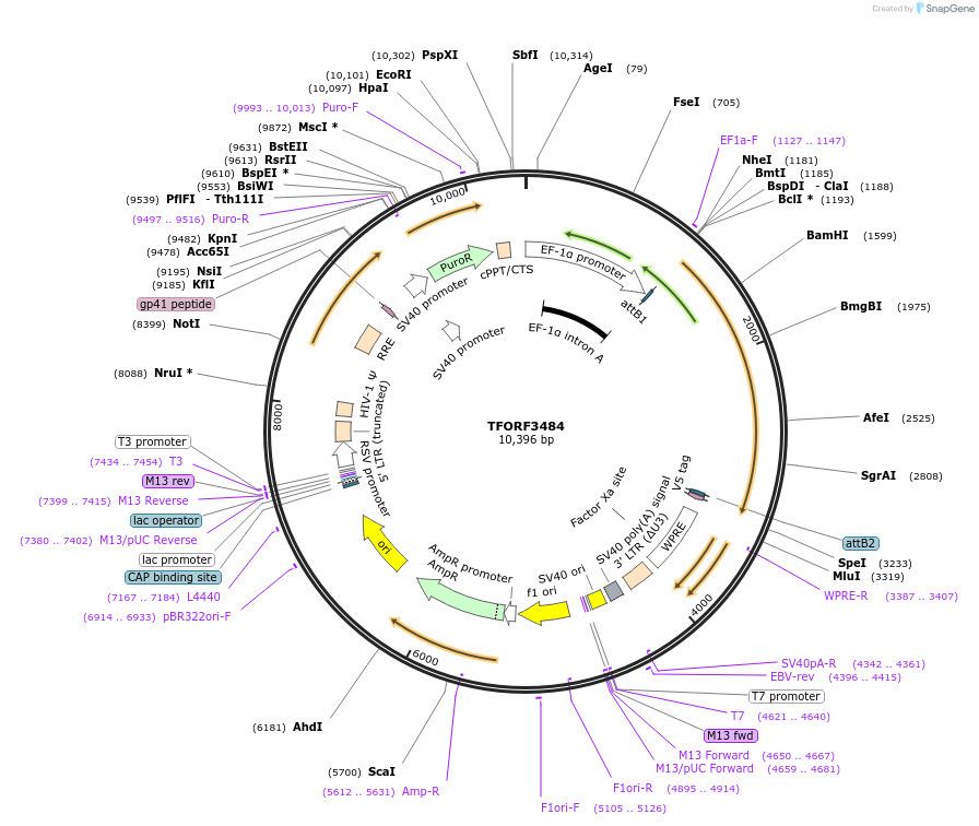 144960-plasmid-map-sequence-id-392356