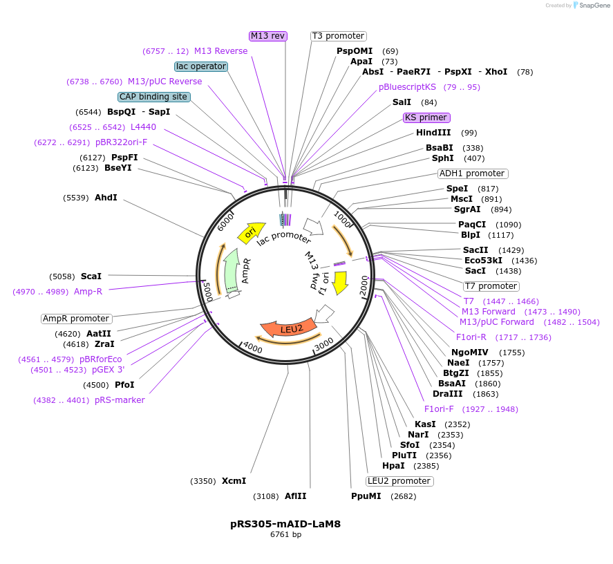 198415-plasmid-map-sequence-id-392381