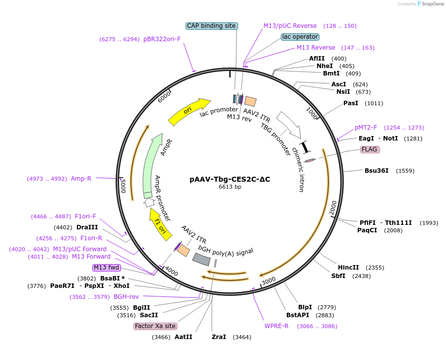 200559-plasmid-map-sequence-id-392382
