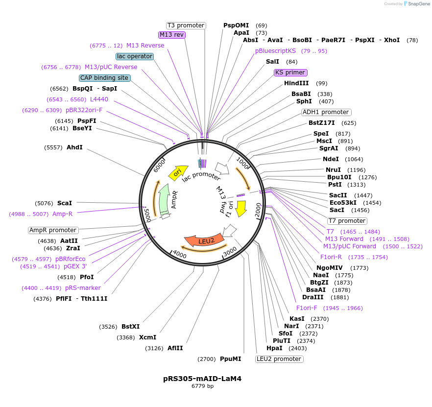 198414-plasmid-map-sequence-id-392386
